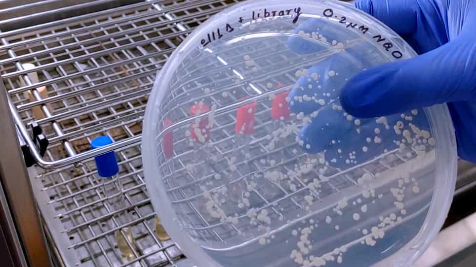 Genetic Screen for Identification of Multicopy Suppressors in Schizosaccharomyces pombe