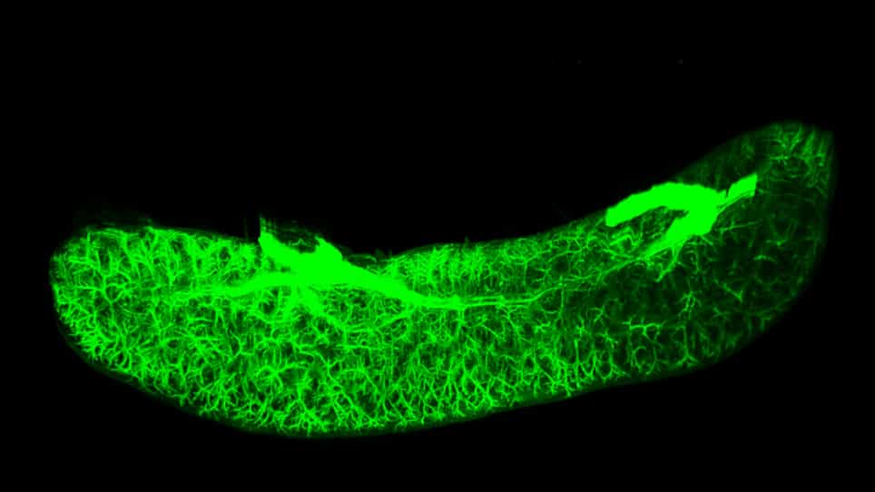 Whole-Kidney Three-Dimensional Staining with CUBIC