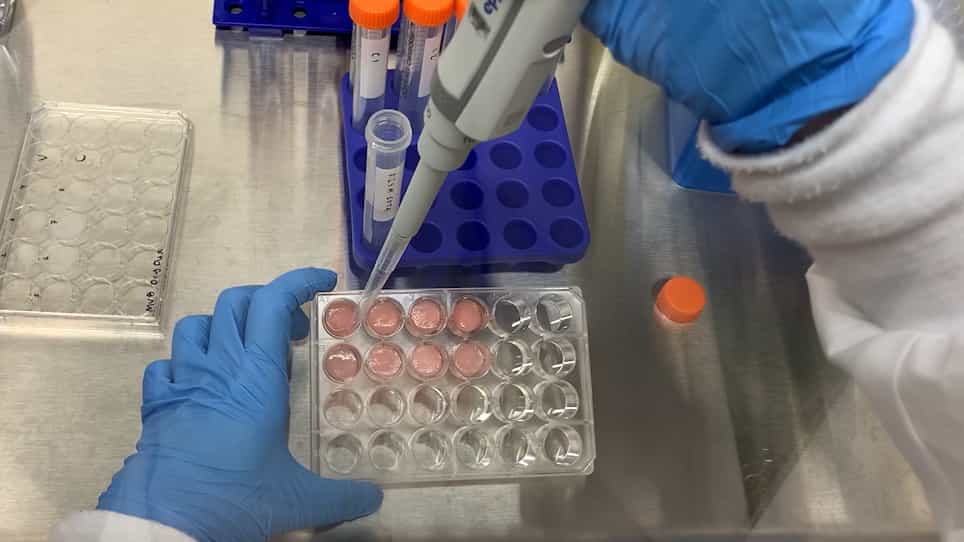 Fabrication and Use of Dry Macroporous Alginate Scaffolds for Viral Transduction of T Cells