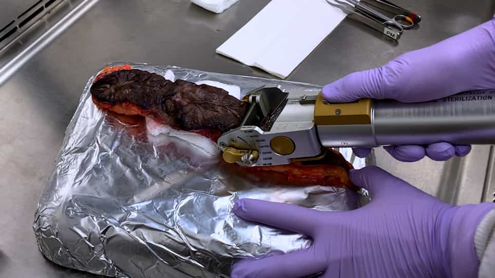 Xenograft Skin Model to Manipulate Human Immune Responses In Vivo