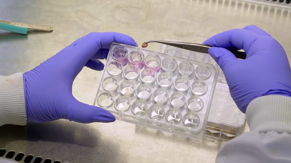 A Novel High-Throughput Ex Vivo Ovine Skin Wound Model for Testing Emerging Antibiotics