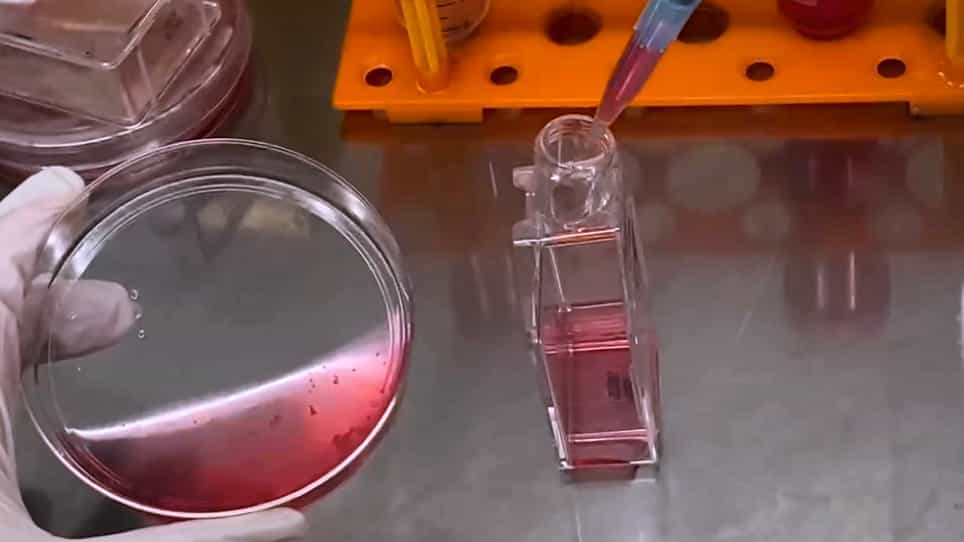 Isolation of Monocyte-Macrophage Lineage Cells from Rat Bones by Secondary Adherence Method
