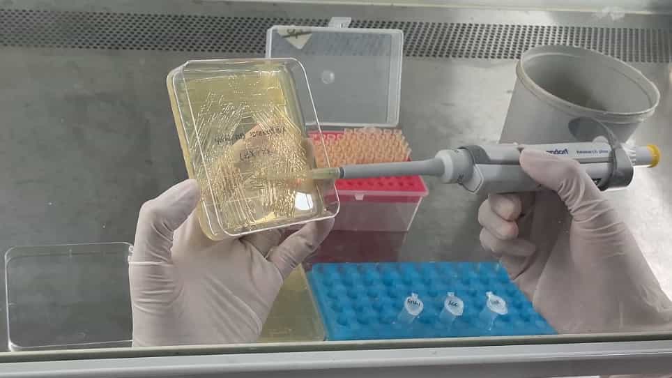 Field-Deployable Candidatus Liberibacter asiaticus Detection Using Recombinase Polymerase Amplification Combined with CRISPR-Cas12a