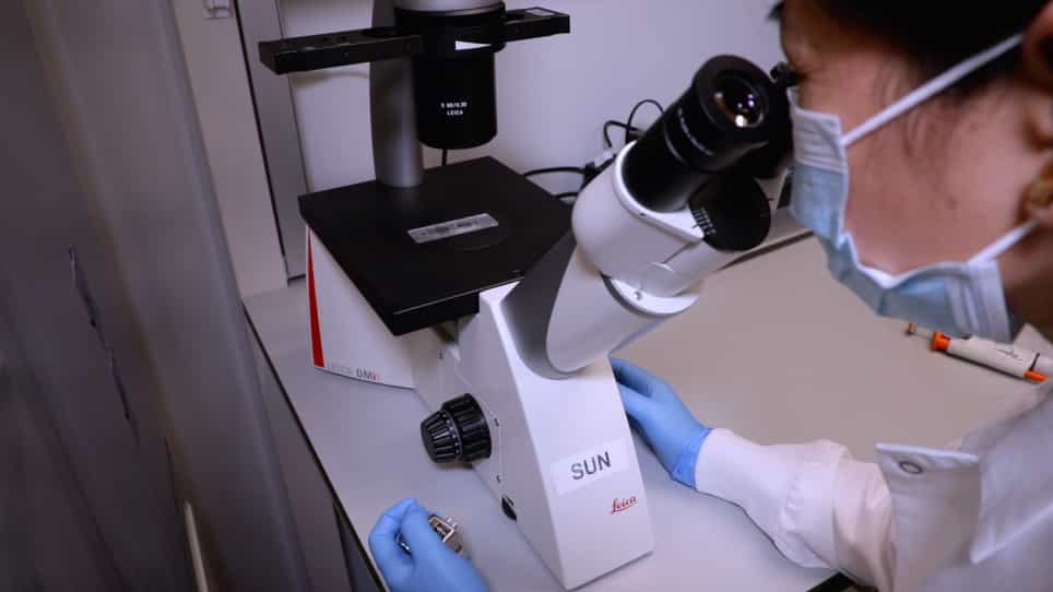 Endothelial Cell Transcytosis Assay as an In Vitro Model to Evaluate Inner Blood-Retinal Barrier Permeability