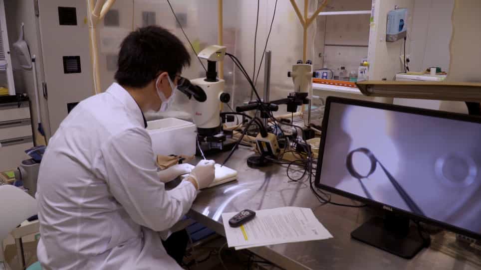 In Vivo Chronic Two-Photon Imaging of Microglia in the Mouse Hippocampus