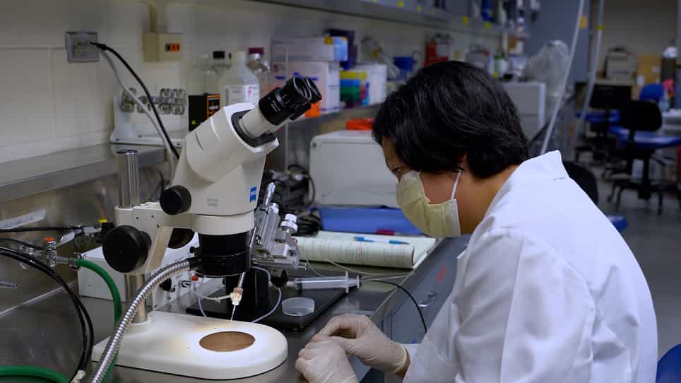 Testing Epithelial Permeability in Fetal Tissue-Derived Enteroids