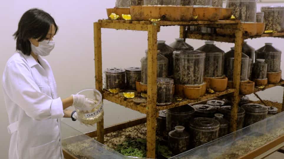 Collection and Long-Term Maintenance of Leaf-Cutting Ants Atta in Laboratory Conditions