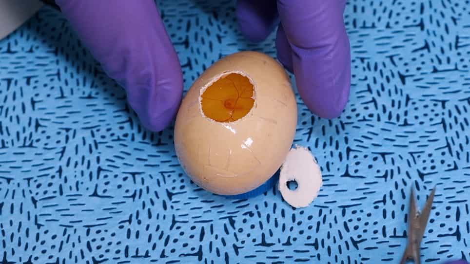 In Ovo and Ex Ovo Methods to Study Avian Inner Ear Development