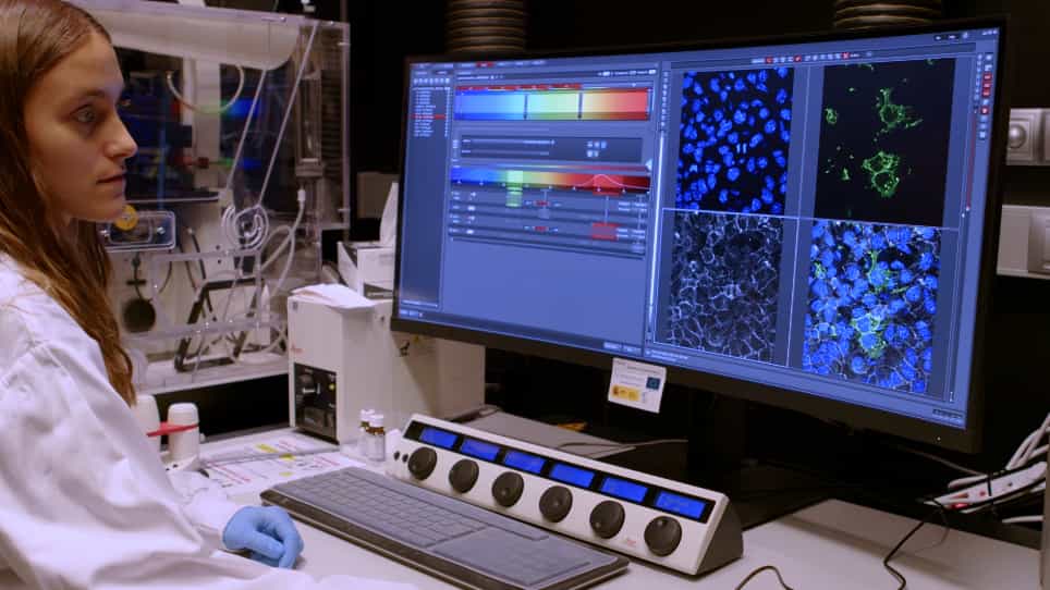 En Face Endocardial Cushion Preparation for Planar Morphogenesis Analysis in Mouse Embryos
