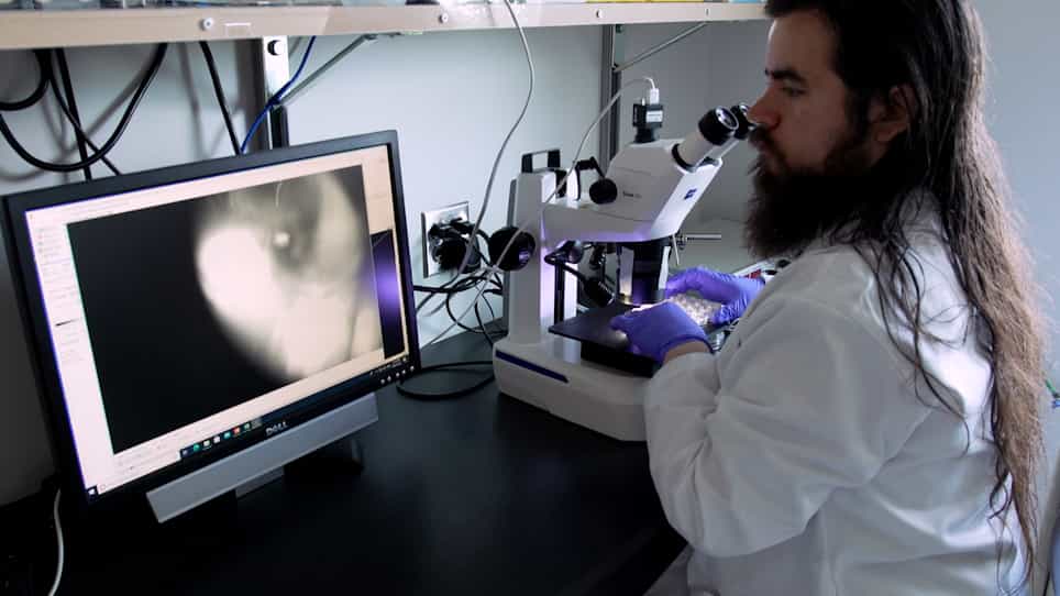 CRISPR-Cas9-Mediated Precise Knock-In Edits in Zebrafish Hearts