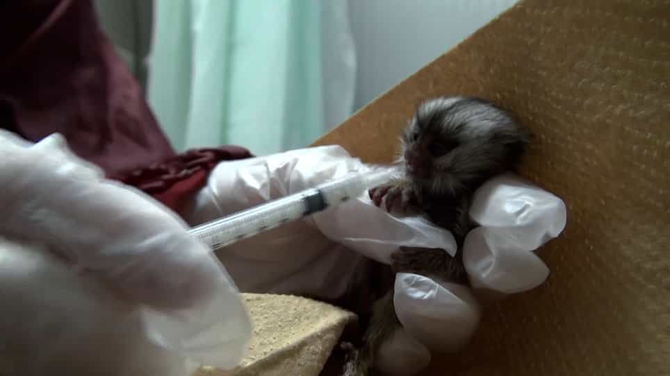 A Common Marmoset Model of Mother-Infant Intervention for Breastfeeding Disorders in the Presence of Paternal Inhibition and Maternal Neglect