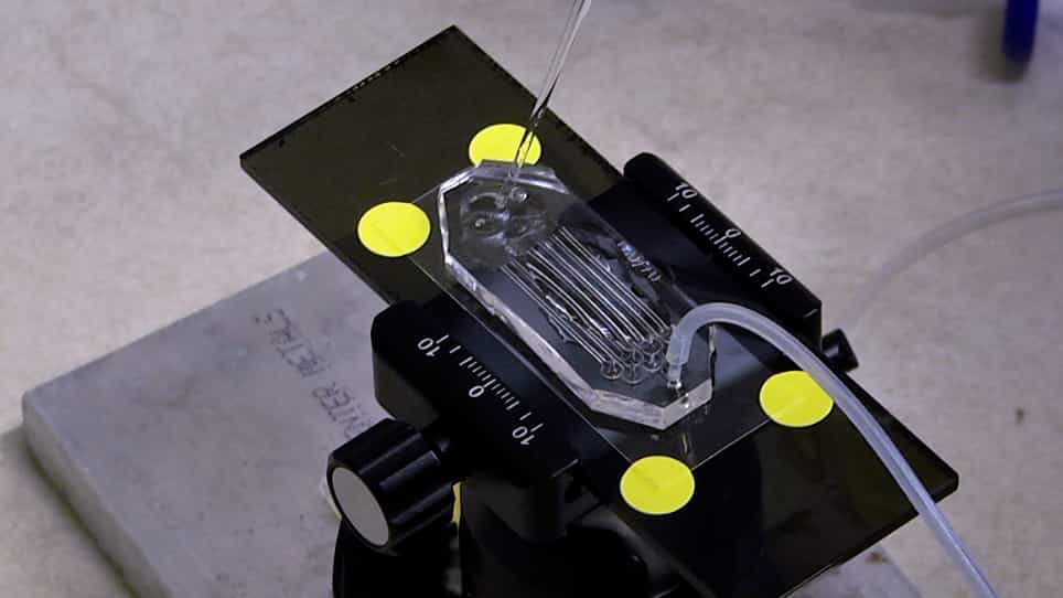 Mechanostimulation of Multicellular Organisms Through a High-Throughput Microfluidic Compression System