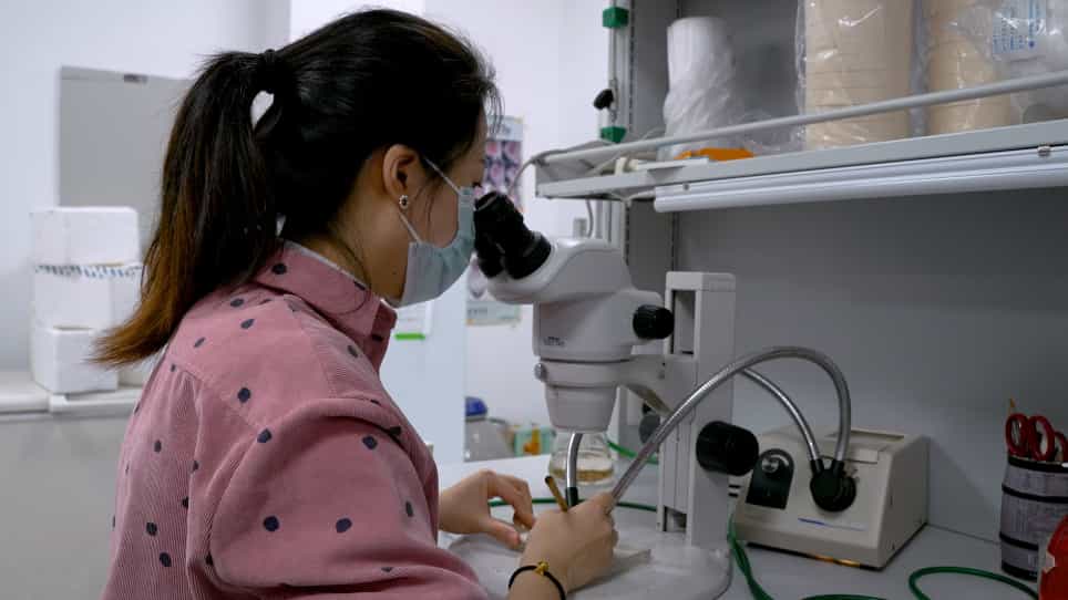 Analyzing Starvation-Induced Autophagy in the Drosophila melanogaster Larval Fat Body
