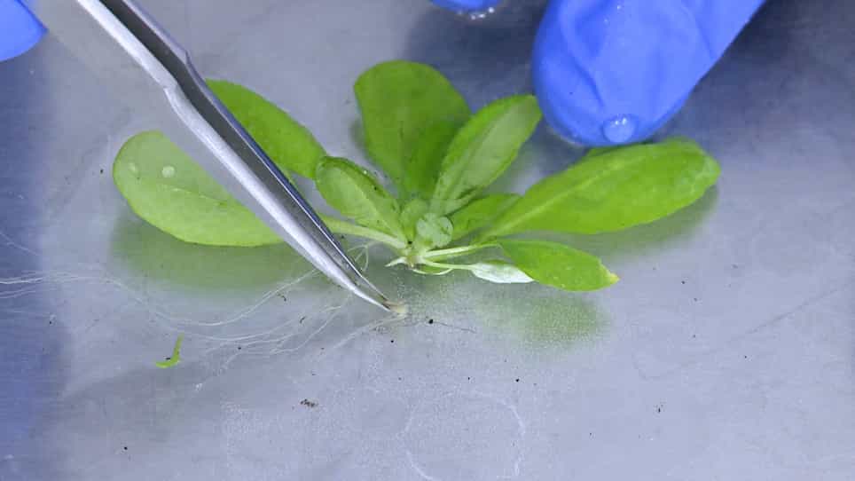 Combining Clearing and Fluorescence Microscopy for Visualising Changes in Gene Expression and Physiological Responses to Plasmodiophora brassicae