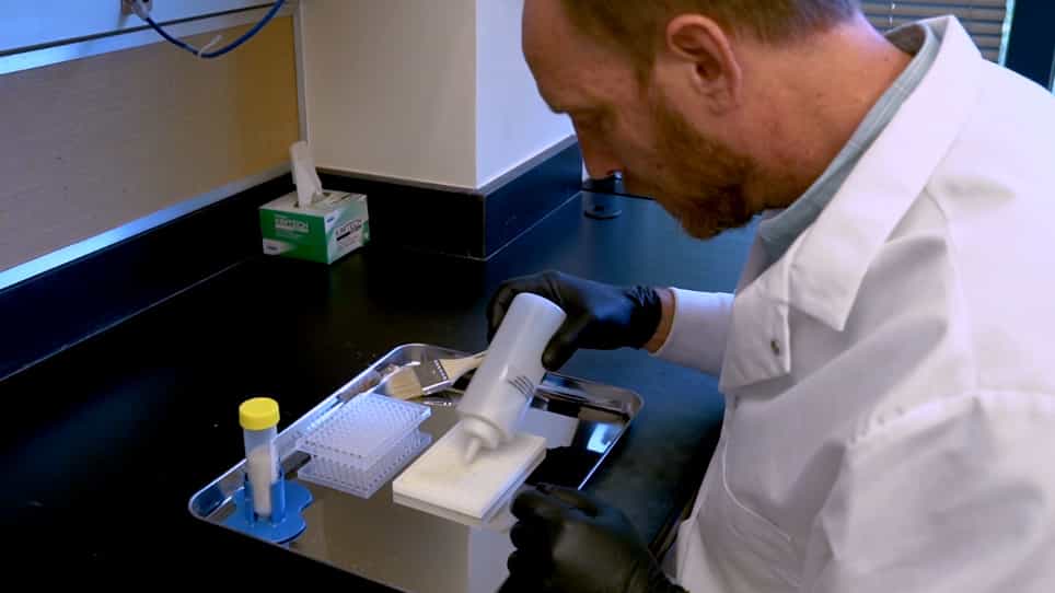 Fast Colony Forming Unit Counting in 96-Well Plate Format Applied to the Drosophila Microbiome