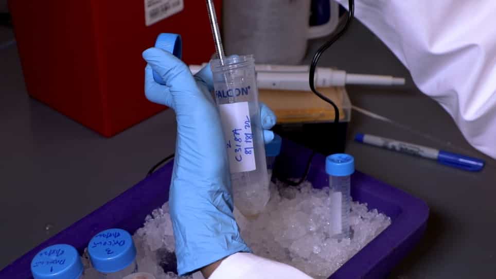In Vitro Cleavage Assays using Purified Recombinant Drosophila Caspases for Substrate Screening