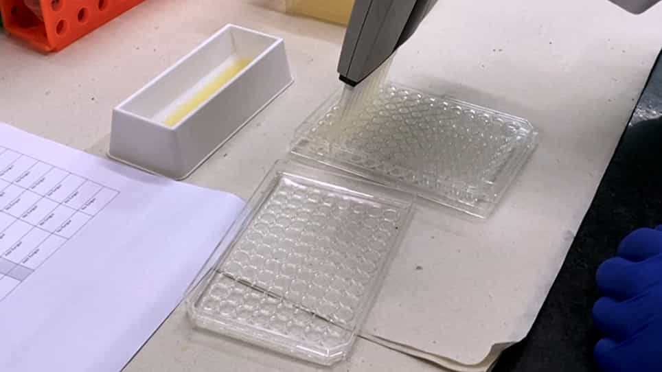 A Soluble Tetrazolium-Based Reduction Assay to Evaluate the Effect of Antibodies on Candida tropicalis Biofilms