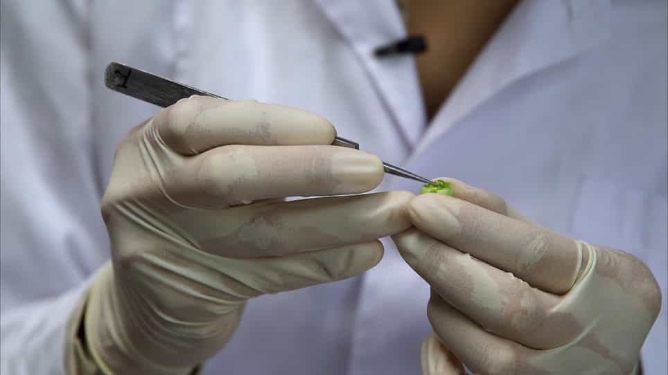 An Efficient Clearing Protocol for the Study of Seed Development in Tomato Solanum lycopersicum L.