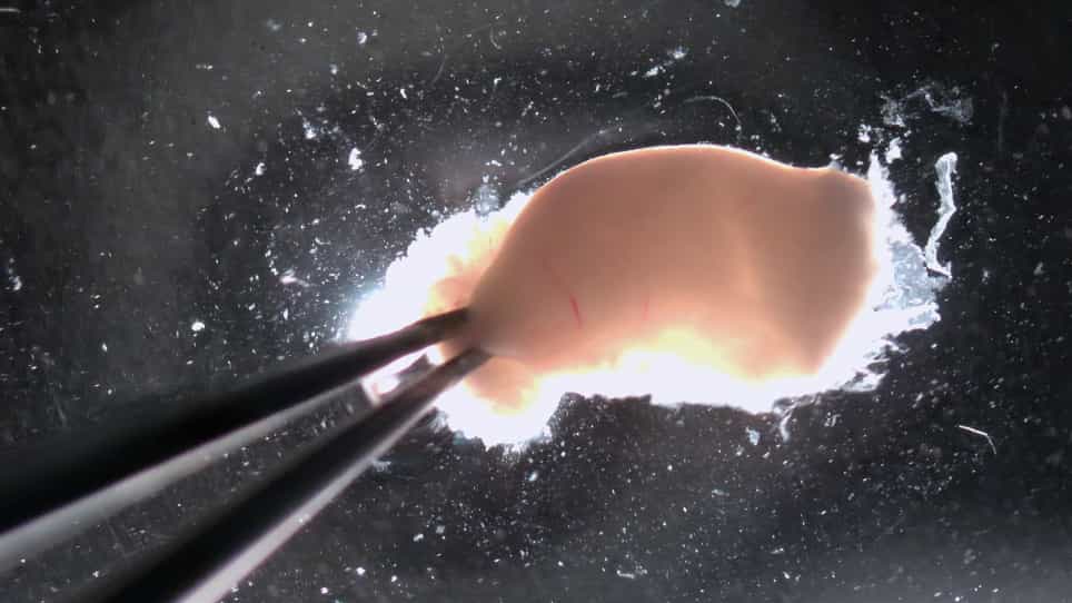 Establishing 3D Endometrial Organoids from the Mouse Uterus