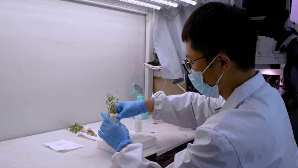 Collection of Alfalfa Root Exudates to Study the Impact of Di2-ethylhexyl Phthalate on Metabolite Production