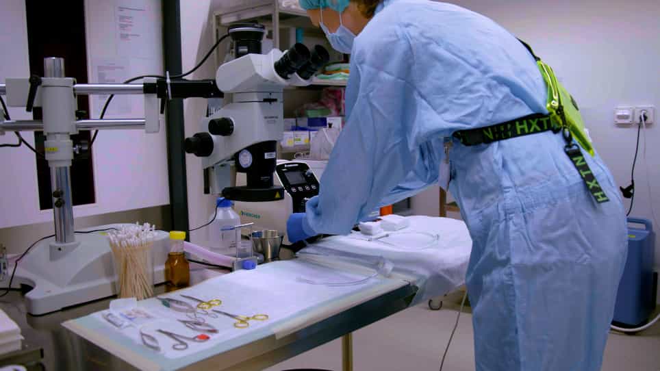 Isolation of Regenerating Hepatocytes after Partial Hepatectomy in Mice