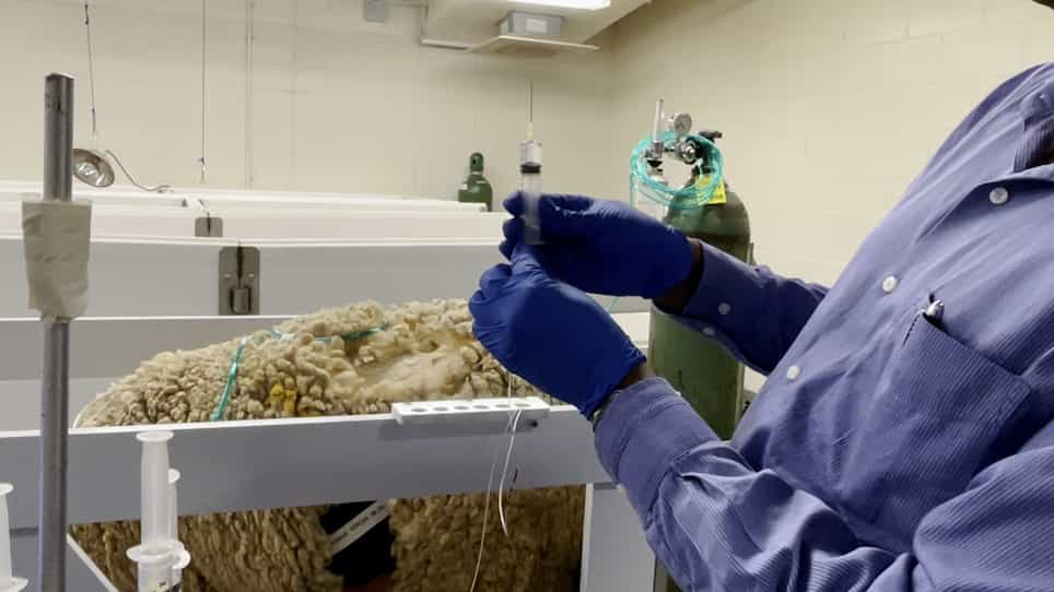 In Vivo Real-Time Study of Drug Effects on Carotid Blood Flow in the Ovine Fetus