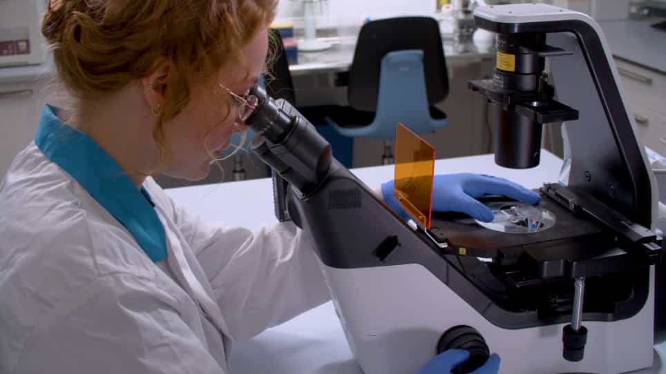 Robust Tissue Fabrication for Long-Term Culture of iPSC-Derived Brain Organoids for Aging Research
