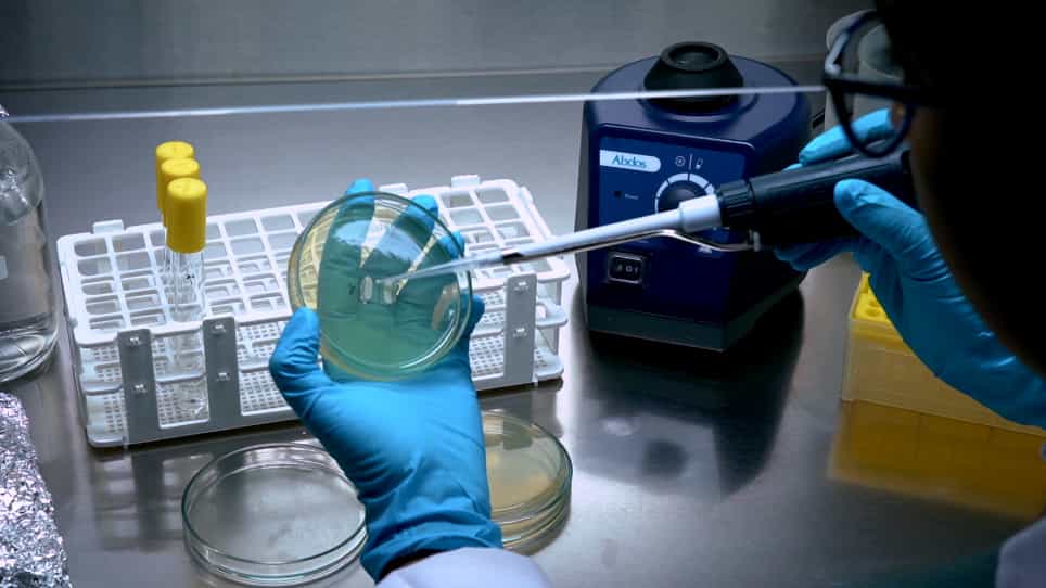 Determination of the Mating Efficiency of Haploids in Saccharomyces cerevisiae