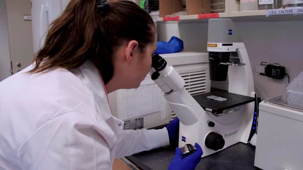 Enrichment of Adult Mouse Dorsal Root Ganglia Neuron Cultures by Immunopanning