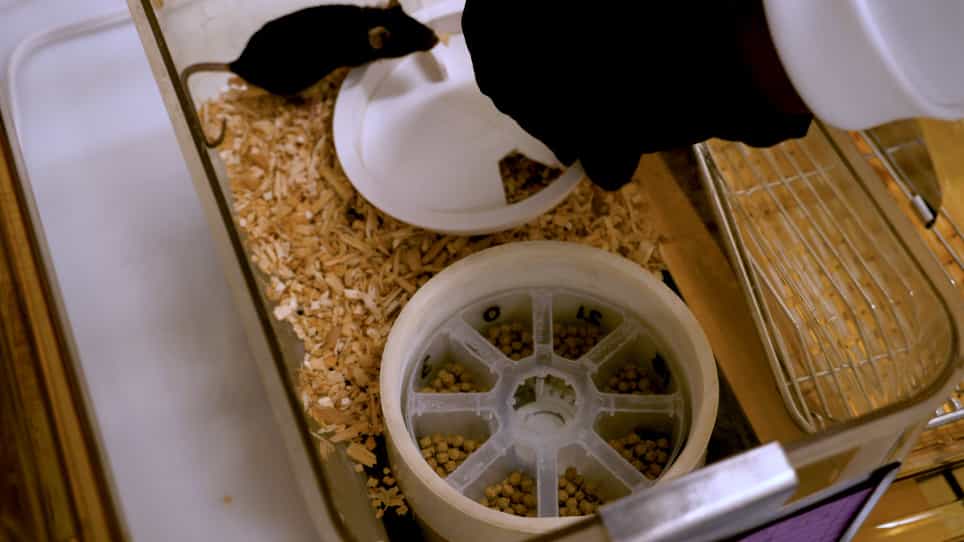 Manipulation of Rhythmic Food Intake in Mice Using a Custom-Made Feeding System