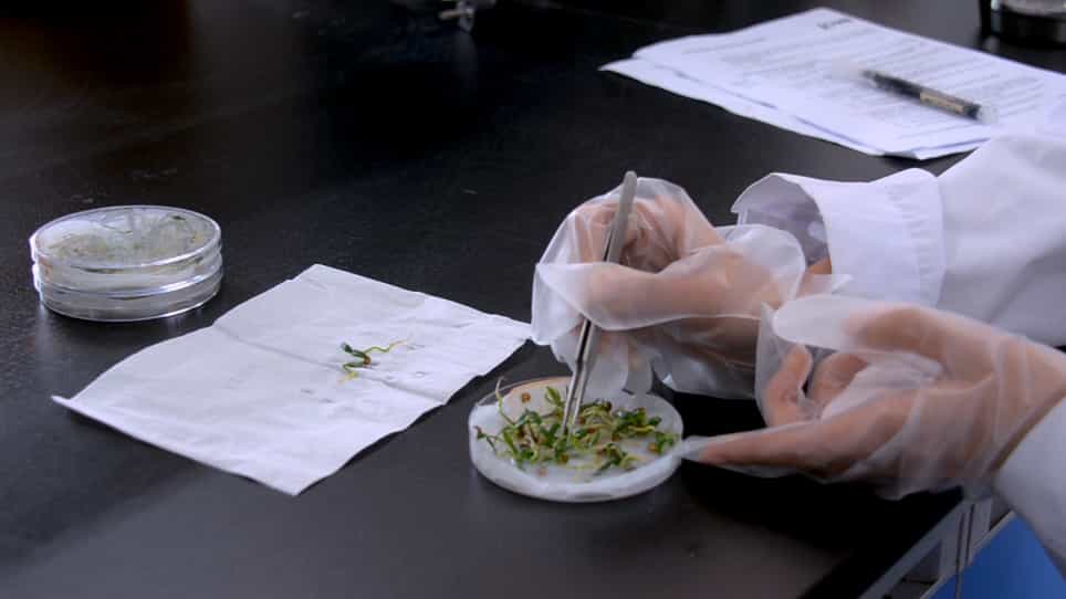Analysis of Effect of Compound Salt Stress on Seed Germination and Salt Tolerance Analysis of Pepper (Capsicum annuum L.)