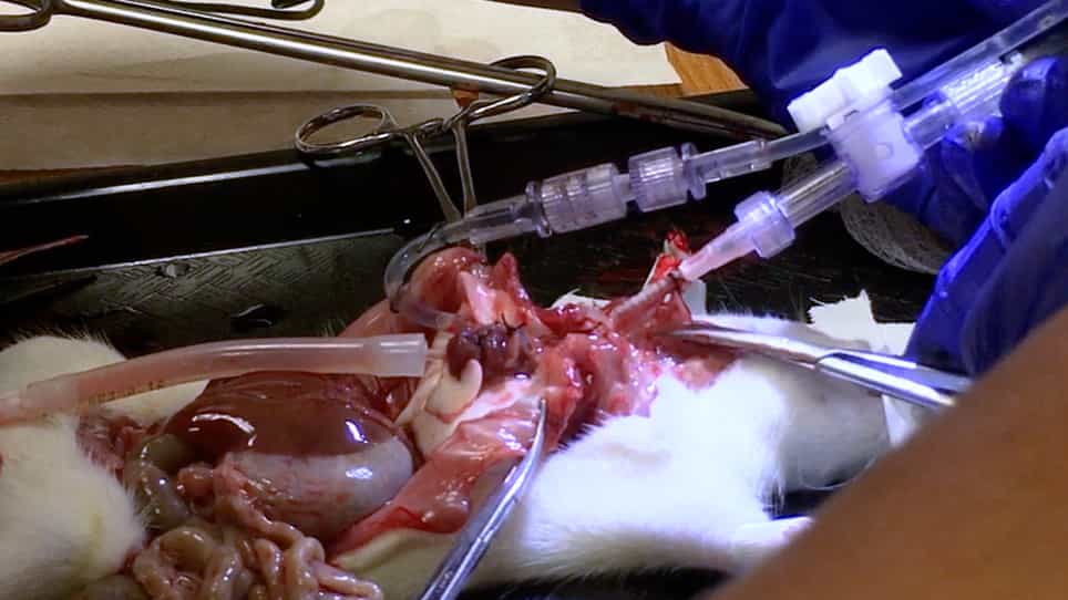 Design and Implementation of a Rat Ex Vivo Lung Perfusion Model