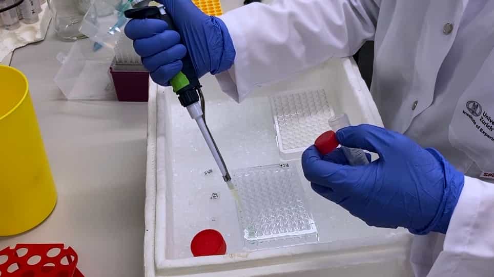Measuring Caspase Activity Using a Fluorometric Assay or Flow Cytometry