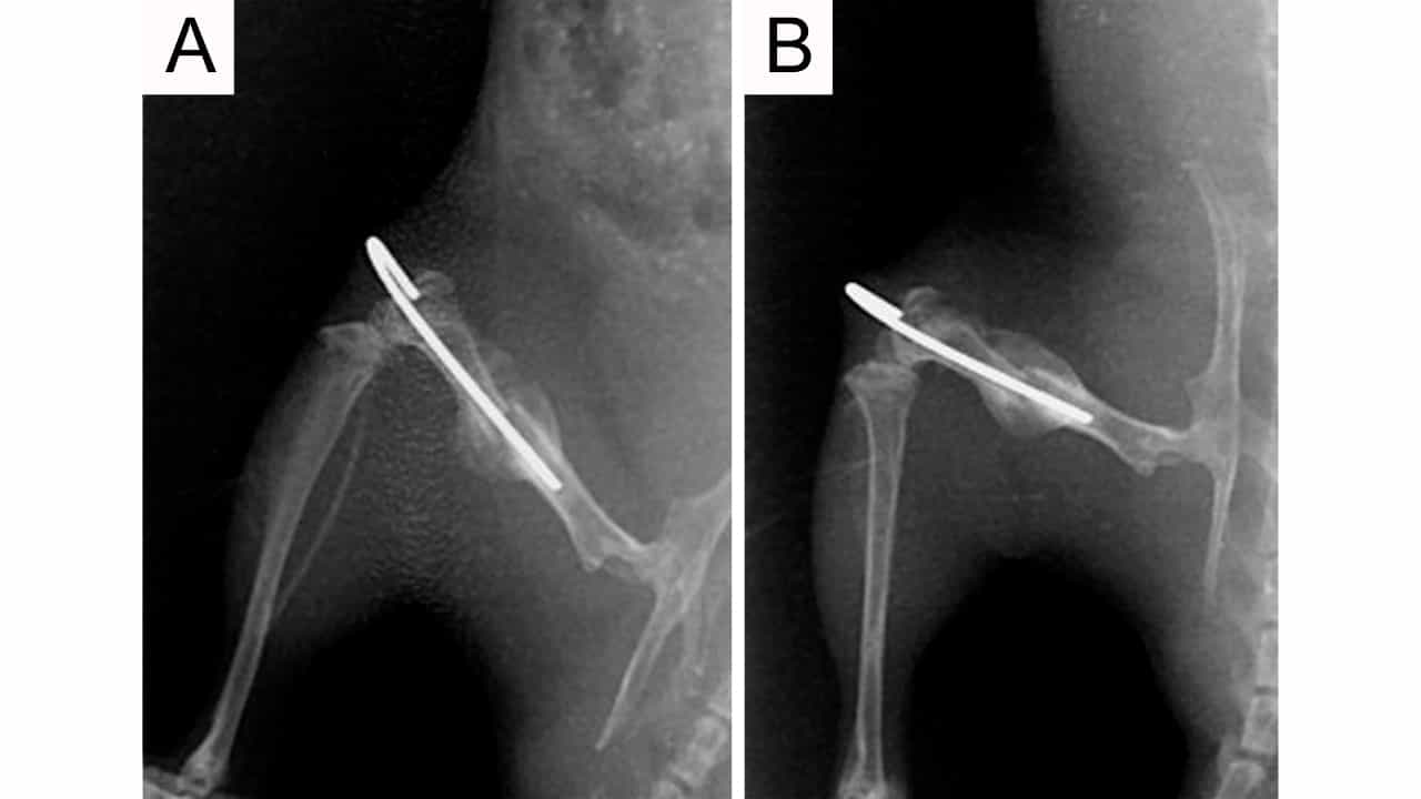 Establishing a Diaphyseal Femur Fracture Model in Mice