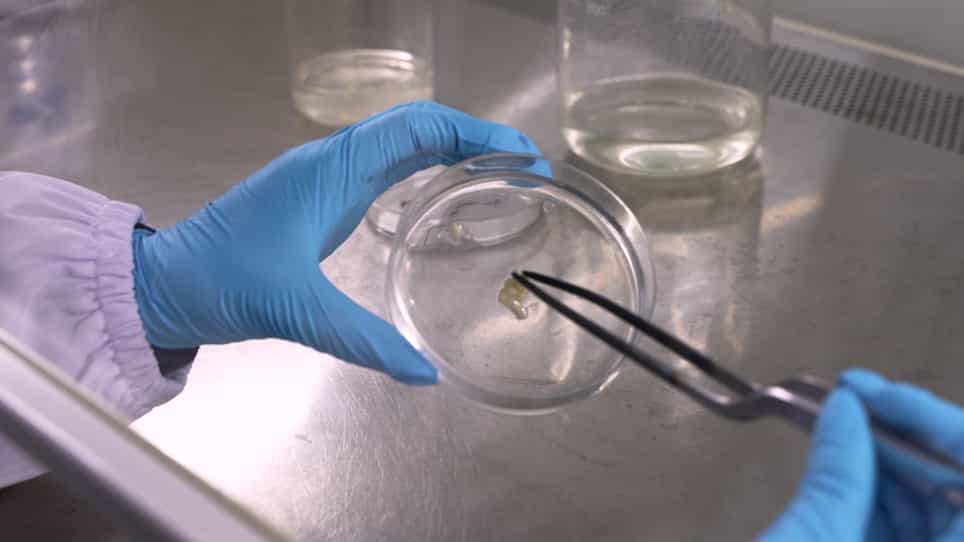 Real-Time Detection of Reactive Oxygen Species Production in Immune Response in Rice with a Chemiluminescence Assay