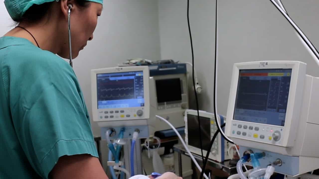 A Piglet Perinatal Asphyxia Model to Study Cardiac Injury and Hemodynamics after Cardiac Arrest, Resuscitation, and the Return of Spontaneous Circulation