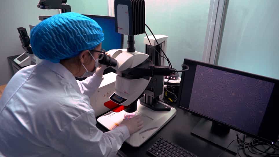 Voltage-Dependent Potassium Current Recording on H9c2 Cardiomyocytes via the Whole-Cell Patch-Clamp Technique