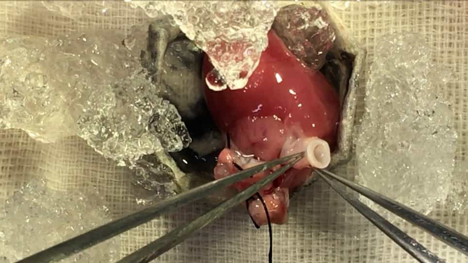 Modified Heterotopic Abdominal Heart Transplantation and a Novel Aortic Regurgitation Model in Rats