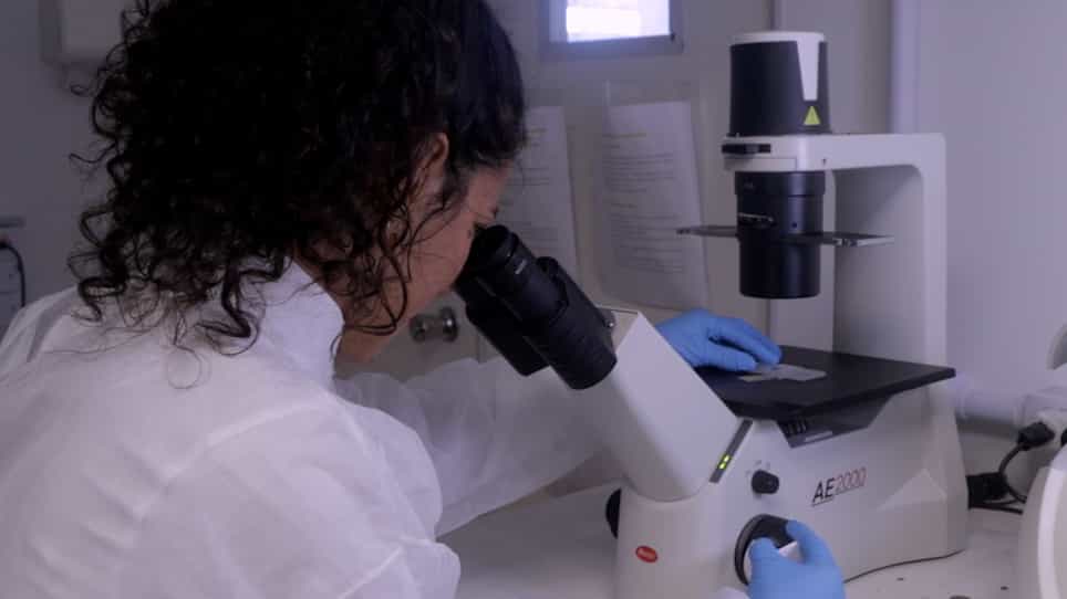 A 3D Culture Method of Spheroids of Embryonic and Liver Zebrafish Cell Lines