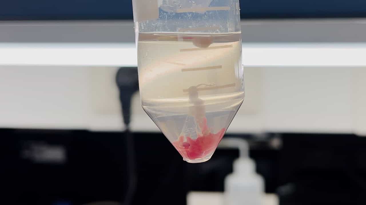 Pancreatic Tissue Dissection to Isolate Viable Single Cells