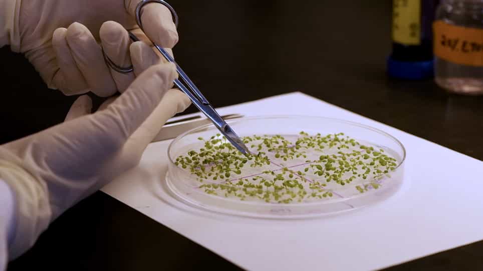 Identification of the Genes Involved in Stomatal Development via Epidermal Phenotype Scoring