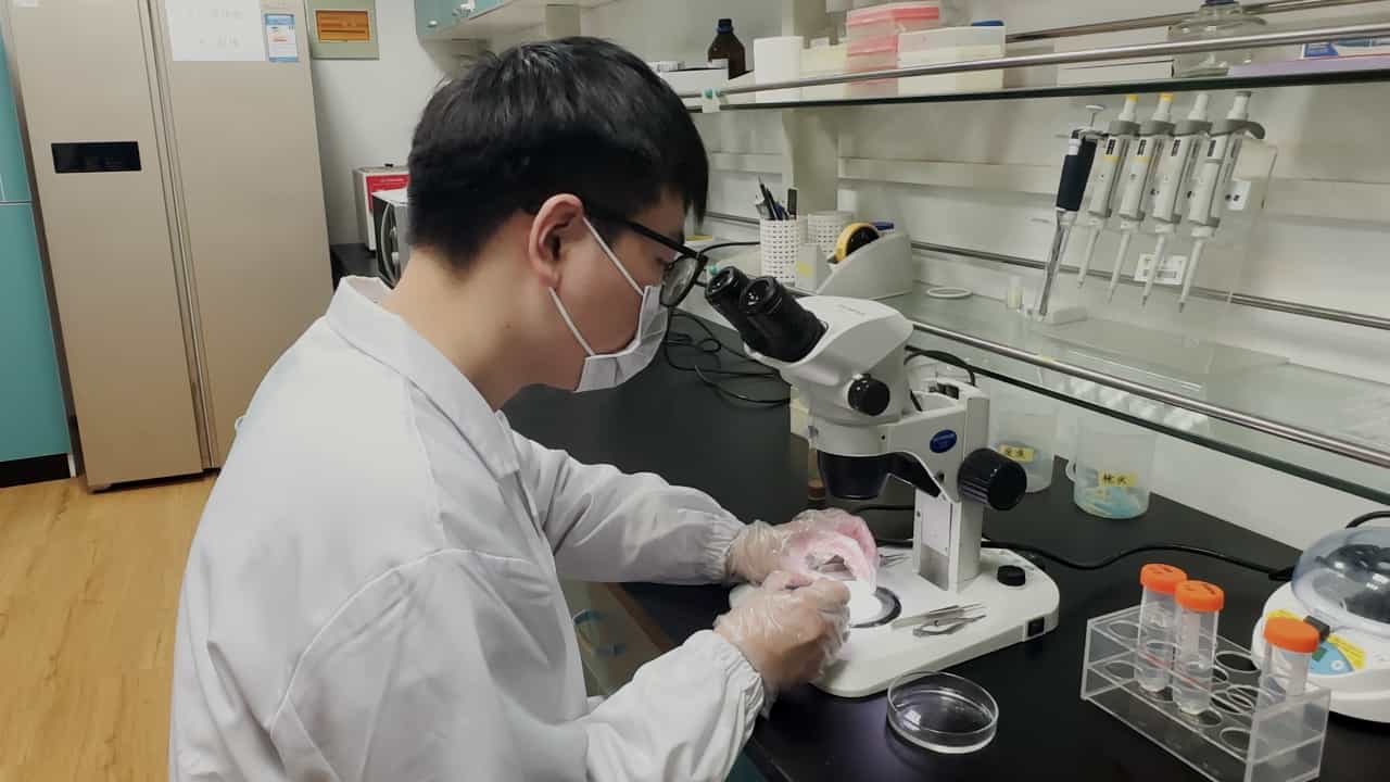 Optimizing Sample Preparation Process for Transmission Electron Microscopy of Neuromuscular Junctions in Drosophila Larvae