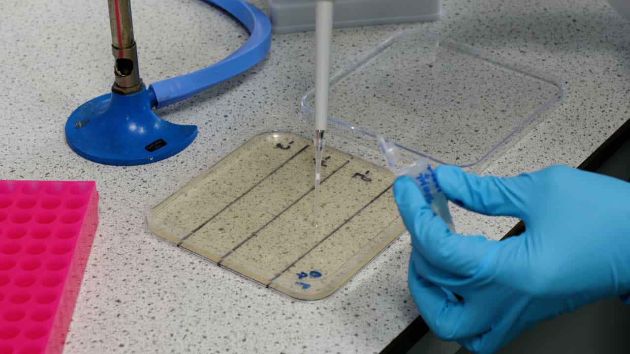 Understanding the Impact of Temperate Bacteriophages on Their Lysogens Through Transcriptomics