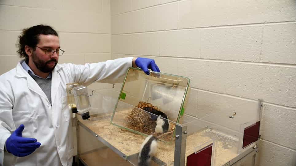 Gathering Self-Initiated Rat Behavioral Data to Characterize Post-Stroke Deficits
