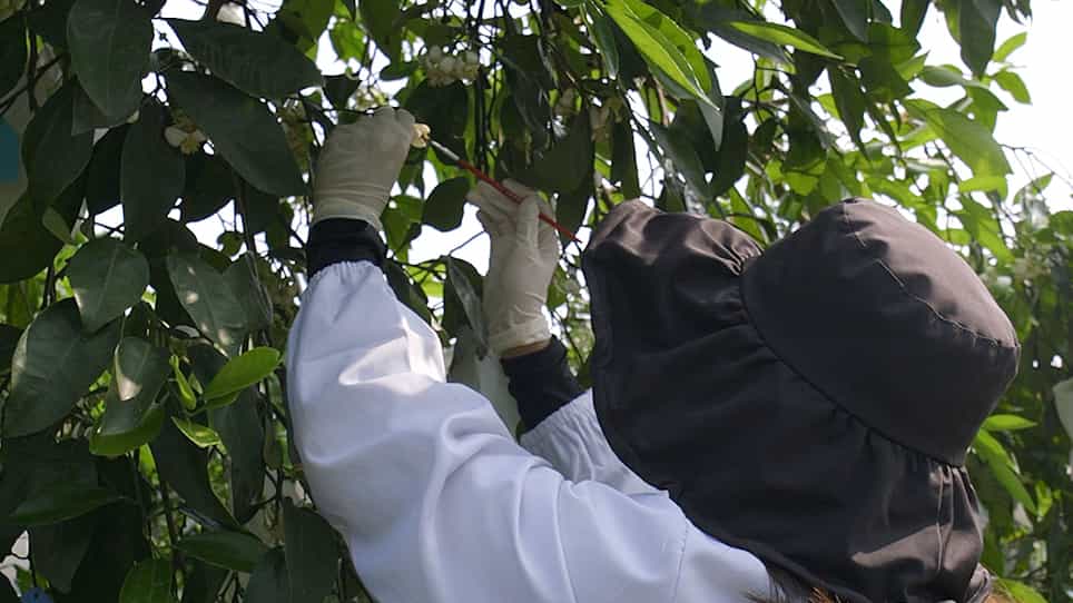 Determination of Self-(In)compatibility and Inter-(In)compatibility Relationships in Citrus Using Manual Pollination, Microscopy, and S-Genotype Analyses