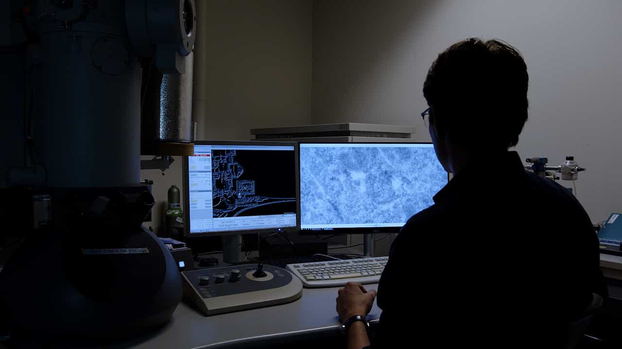 Ultrastructural Localization of Endogenous LC3 by On-Section Correlative Light-Electron Microscopy