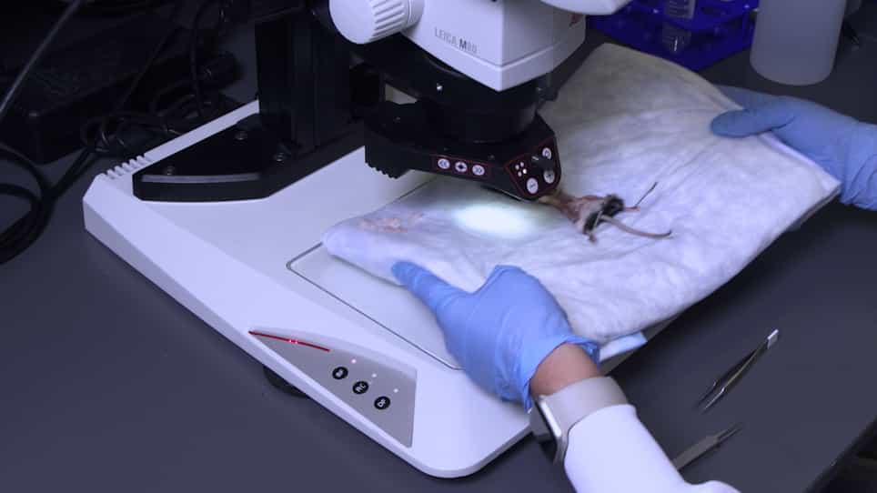 Isolation and Characterization of the Murine Uterosacral Ligaments and Pelvic Floor Organs