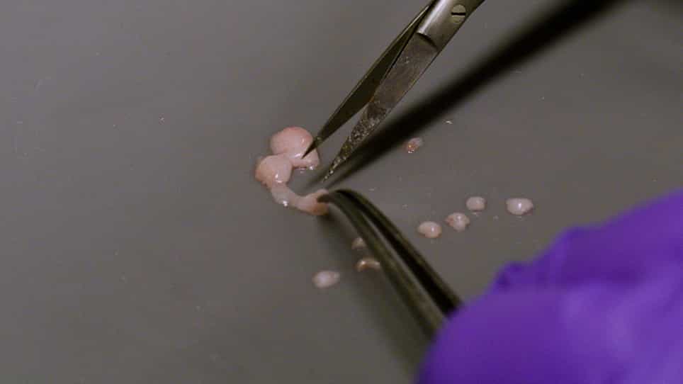 Measuring the Rate of Lipolysis in Ex Vivo Murine Adipose Tissue and Primary Preadipocytes Differentiated In Vitro