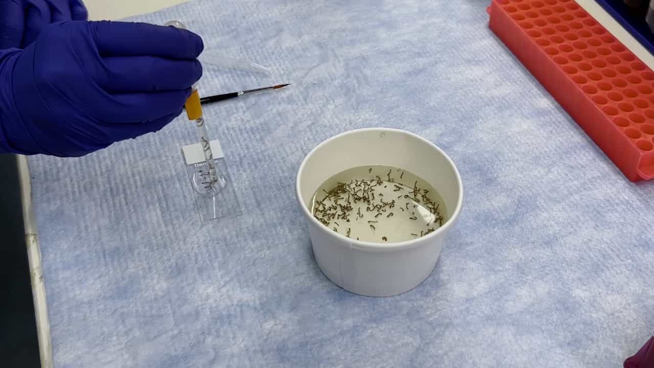 Quantifying Fitness Costs in Transgenic Aedes aegypti Mosquitoes