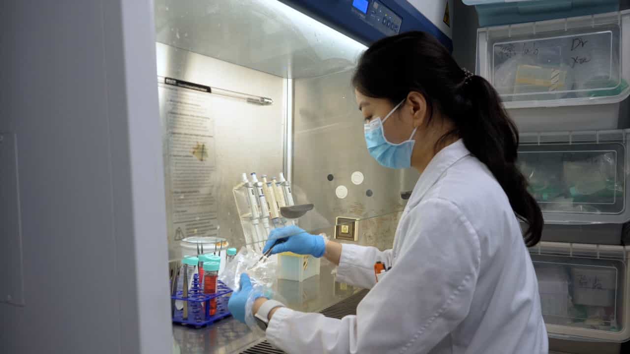 Isolation, Culture, and Characterization of Primary Dermal Fibroblasts from Human Keloid Tissue